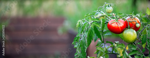 Cuadros en Lienzo Ripe red tomatoes and tomatoes that are not yet ripe are hanging on a tomato plant