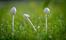 Background, White Mushrooms In Green Grass, With Dew Drops,