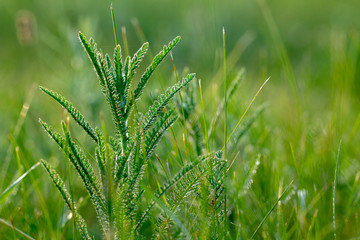 Wall Mural - Green fresh grass in the drops of dew texture