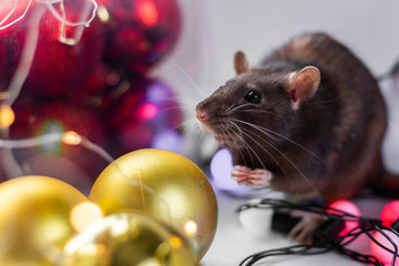 grey rat (symbol of new year 2020) in Christmas decorations