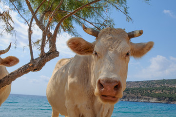 cows on the beach