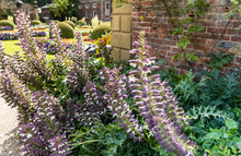 Acanthus Spinosus Tall Herbaceous Perennial Flowering Plant In A Garden.