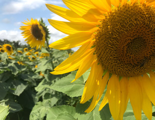  sunflower fields in sunflower photos