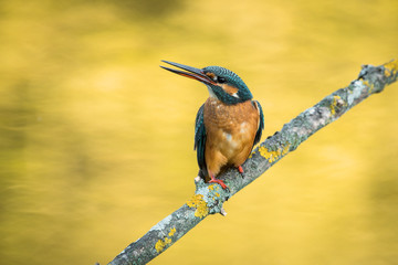  kingfisher, Alcedo atthis,kingfisher, ornithology, fishing, river, bird