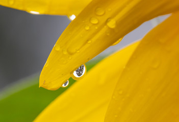 Raindrops on a yellow flower petal, reflecting a tree