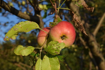 Wall Mural - Orchard Apples