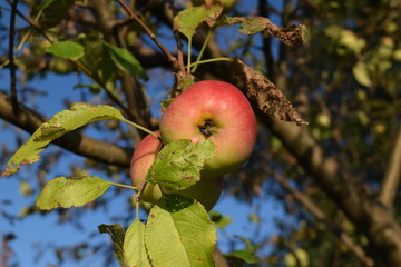 Wall Mural - Orchard Apples