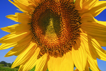 Blooming Sunflower With Butterfly On Sky Background.