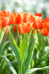 Wall Mural - Red tulips in park garden