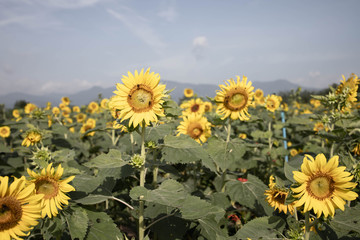  Beautiful sunflower field landscape