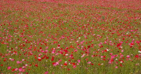 Sticker - Poppy flower meadow field landscape