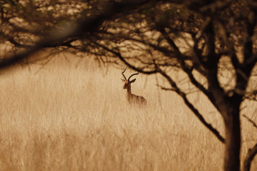 Wall Mural - Impala in the tall dry African grass