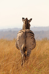 Wall Mural - Zebra in the dry African grass