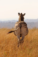 Wall Mural - Zebra in the dry African grass