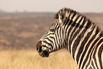 Wall Mural - Zebra in the dry African grass