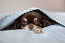 Chihuahua Dog Lying In Bed Under A Cover