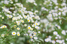 Erigeron Annuus Annual Fleabane, Daisy Fleabane White Flowers