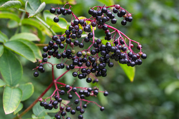 sambucus nigra, elderberry, black elder berries on twig closeup