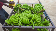 Africa Market Unripe Green Bananas In A Cart