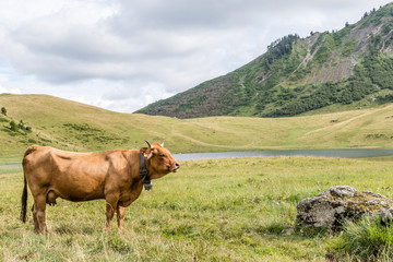 Vache de race tarentaise en haute savoie