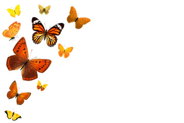 Poster - Set of flying butterflies isolated on a white background.