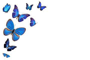 Poster - Set of flying butterflies isolated on a white background.