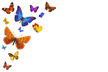 Poster - Set of flying butterflies isolated on a white background.