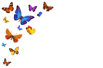 Poster - Set of flying butterflies isolated on a white background.