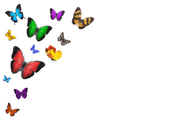 Wall Mural - Set of flying butterflies isolated on a white background.