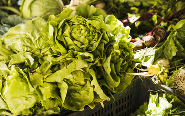 Wall Mural - Butterhead lettuce with green vegetables on market stall at organic farmers grocery store