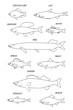 Freshwater fish. Line black illustration collection.