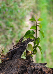 Tree trunk close up shoot whit small plant growing