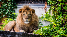 Portrait Of A Formidable Male Lion