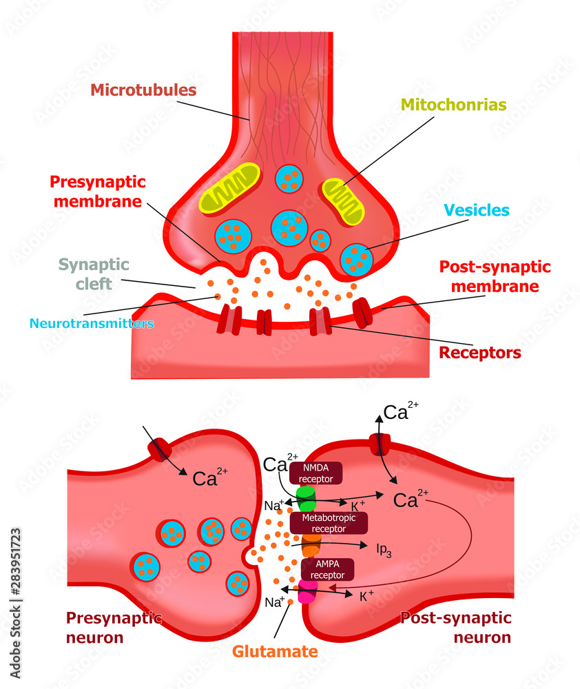 synapses and glutamate neurotransmitters Stock Vector | Adobe Stock