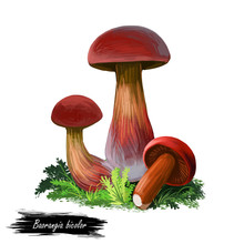 Baorangia Biocolor, Two-sided Red And Yellow Bolete Digital Art Illustration. Closeup Of Clipart Veggie With Thick Steam, Plant Growing From Ground With Grass. Fungus  Vegetable Colored Mushroom