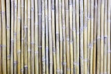 Fototapeta Sypialnia - Green Bamboo Fence Texture Background.
