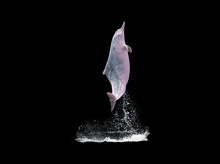 Pink Dolphins Jump Over The Water,isolated Black Background With Clipping Path