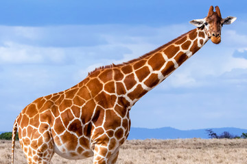 Reticulated Giraffee