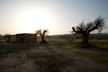 Wall Mural - lonely sunset season