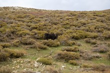 Boar Southern Europe Park