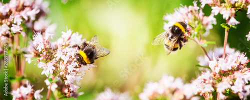 Fotomural Bumblebee on marjoram flowers