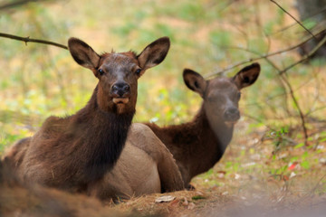 Wall Mural - two cow elk bedded along the edge of woods during the mid day hours