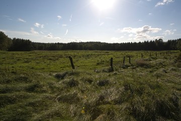 Wall Mural - horizon meadow wood