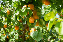Ripe Apricots On Trees