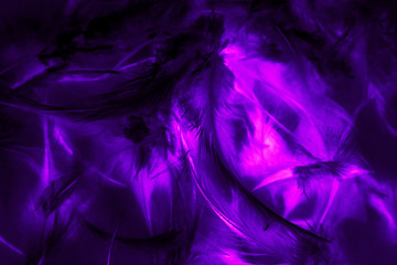 Wall Mural - Beautiful abstract texture close up color black purple and pink feathers background and wallpaper
