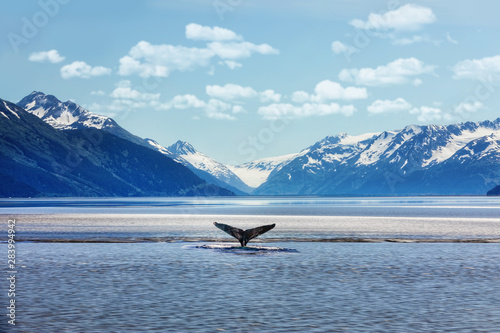 Fotomural  Humpback whale tail with icy mountains backdrop Alaska