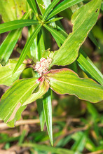 A Wandering Jew (Tradescantia Zebrina) Flower And Plant Growing, Uganda, Africa