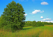 Green Summer Meadow And Big Alder Tree. Idyllic Summer Background With Forest Edge In Sunny Day