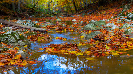  small brook rushing through the mountain canyon among red autumn leaves, autumn outdoor background