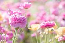Original Photograph Of A Field Of Pink And Yellow Ranunculus Flowers In Springtime